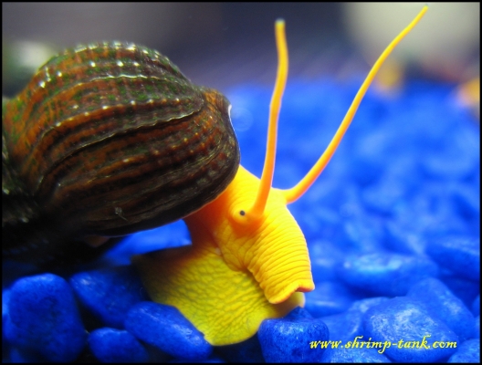 www.Shrimp-Tank.com Long horns of tylomenia snail