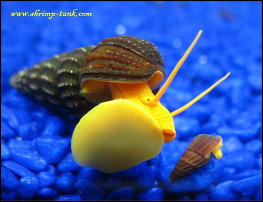 www.Shrimp-Tank.com Mother and baby elephant snails