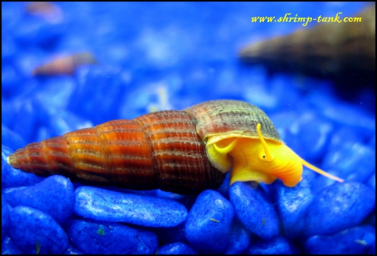 www.Shrimp-Tank.com Prange tylo snail is looking for food