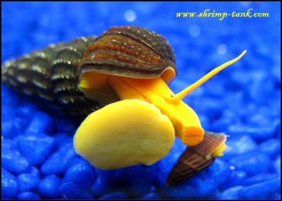 www.Shrimp-Tank.com Orange post snail is ready for kiss :)