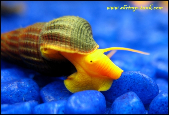 www.Shrimp-Tank.com Young orange rabbit snail