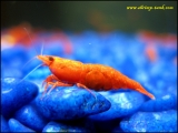Shrimp-tank.com Painted fire red shrimp in a tank