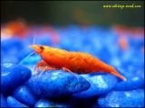 Painted fire red shrimp