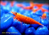 Shrimp-tank.com Painted fire red shrimp in freshwater aquarium