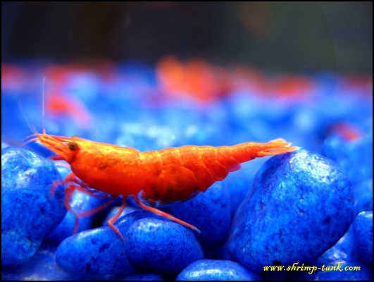 Shrimp-Tank.com Pregnant painted fire red shrimp dwarf freshwater shrimps