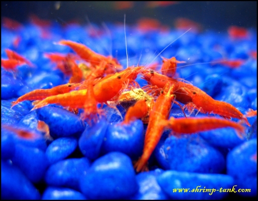 Shrimp-Tank.com Group of painted fire red shrimp