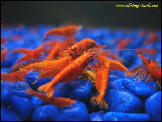 Shrimp-Tank.com Group of painted fire red shrimp. Close up