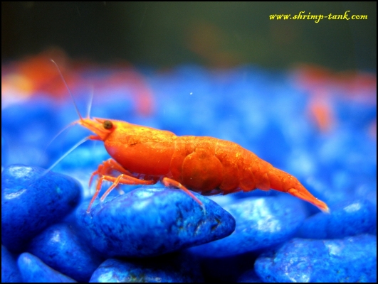 Shrimp-Tank.com Neocaridina heteropoda var.