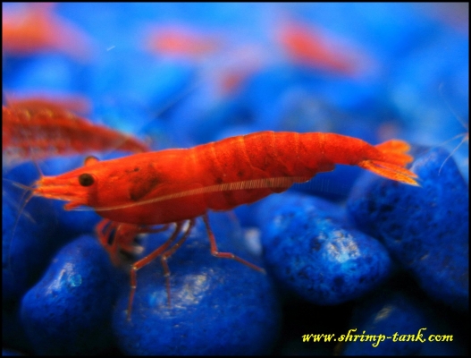 Shrimp-Tank.com painted fire red shrimp