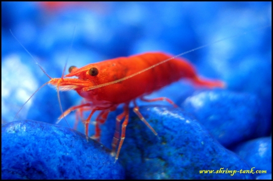 Shrimp-Tank.com Painted fire red shrimp looks at you