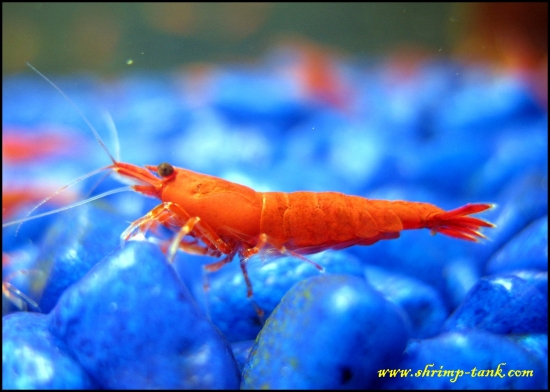 Shrimp-Tank.com Young painted fire red shrimp