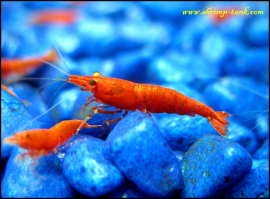 Shrimp-Tank.com Young Neocaridina heteropoda var.