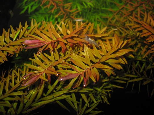 shrimp-tank-com-rotala-sp-rotundifolia-1