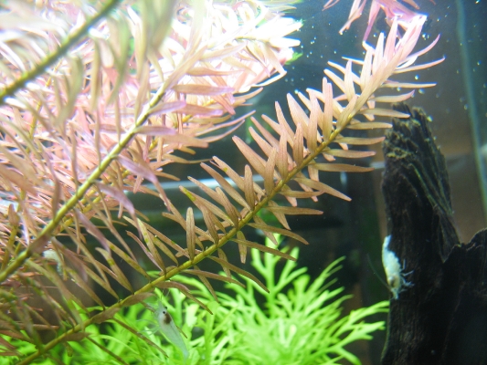 shrimp-tank-com-rotala-sp-rotundifolia-2