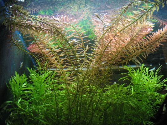 shrimp-tank-com-rotala-sp-rotundifolia-3