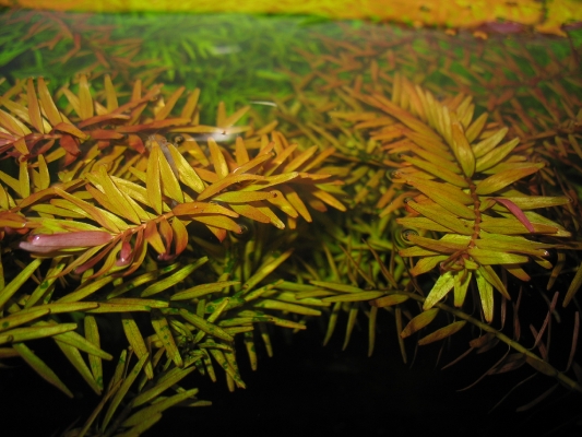 shrimp-tank-com-rotala-sp-rotundifolia-4