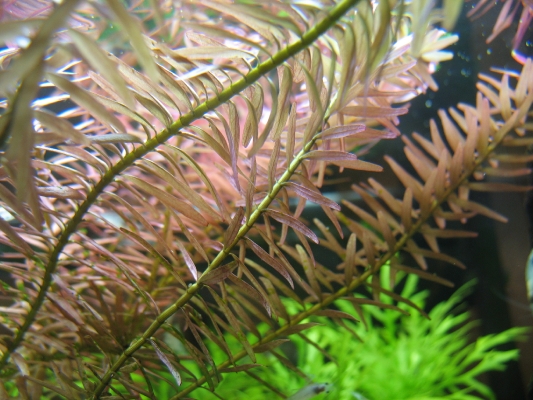 shrimp-tank-com-rotala-sp-rotundifolia-5