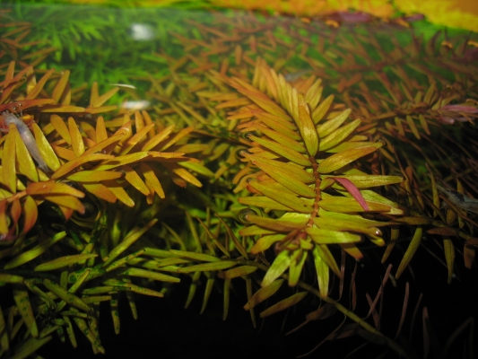 shrimp-tank-com-rotala-sp-rotundifolia-6