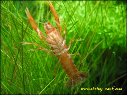 shrimp-tank-shrimp-cube-cpo-male