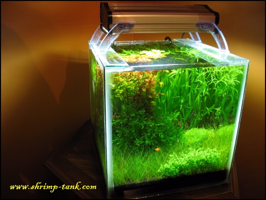 shrimp-tank-shrimp-cube-full-view