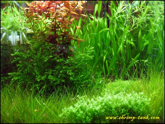 shrimp-tank-shrimp-cube-planted-tank