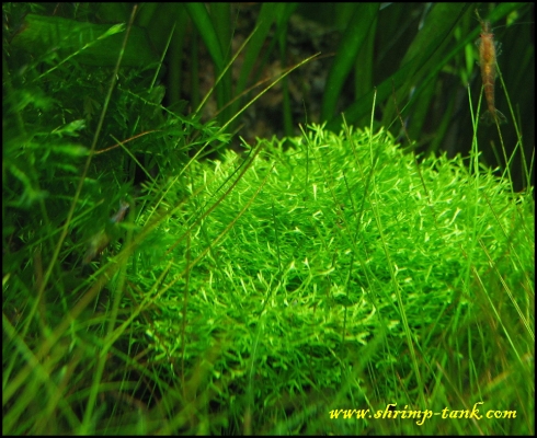 shrimp-tank-shrimp-cube-riccia