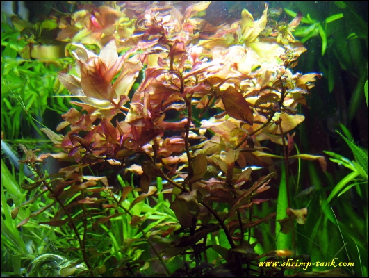 shrimp-tank-shrimp-cube-rotala