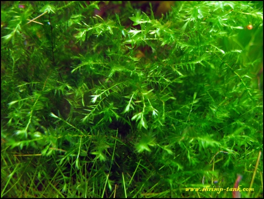shrimp-tank-shrimp-cube-willow-moss