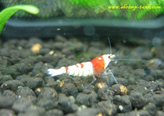 Shrimp-Tank.com Young SS+ Crystal Red shrimp