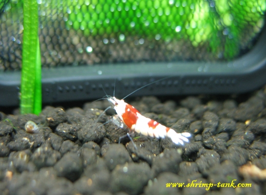 Shrimp-Tank.com Young SS+ Crystal Red shrimp