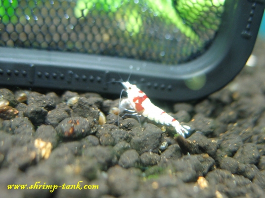 Shrimp-Tank.com Young SS+ Crystal Red shrimp