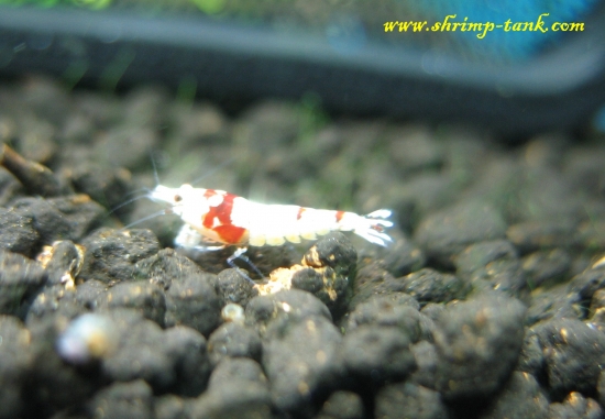 Shrimp-Tank.com Young SS+ Crystal Red shrimp