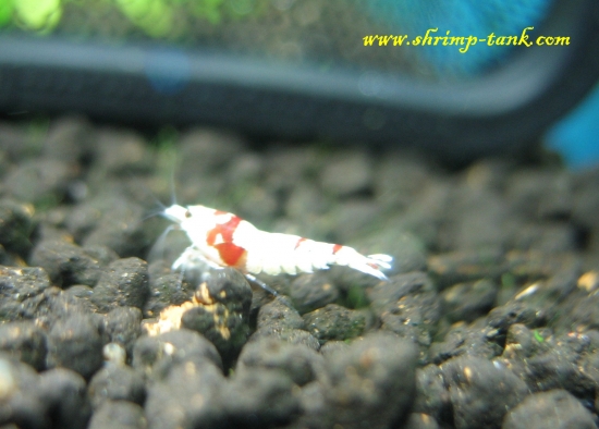 Shrimp-Tank.com Young SS+ Crystal Red shrimp