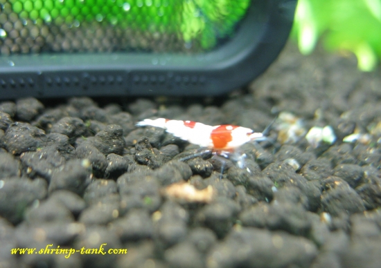 Shrimp-Tank.com Young SS+ Crystal Red shrimp