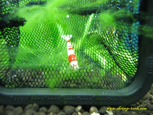 Shrimp-Tank.com Young SS+ Crystal Red shrimp