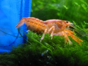 Pregnant Mexican Orange Dwarf crayfish (CPO)