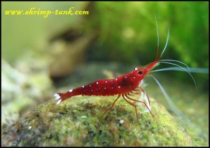 Shrimp-Tank. Sulawesi cardinal shrimp