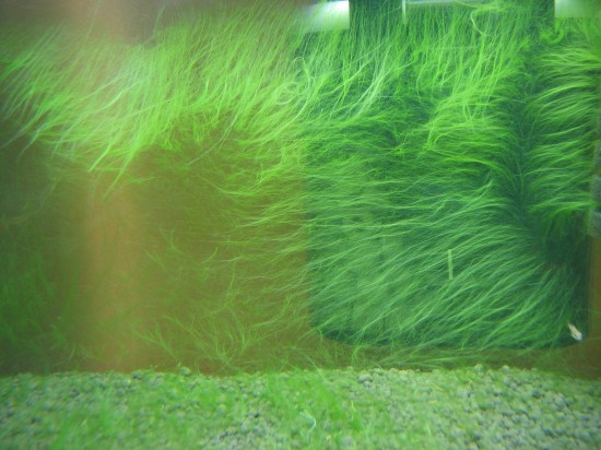 Algae planted tank. Back aquarium side