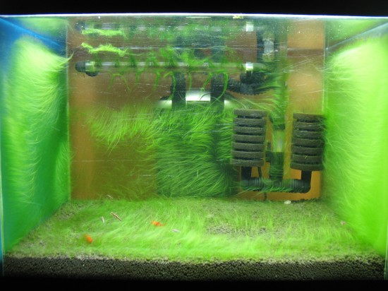 Algae planted tank. Full aquarium