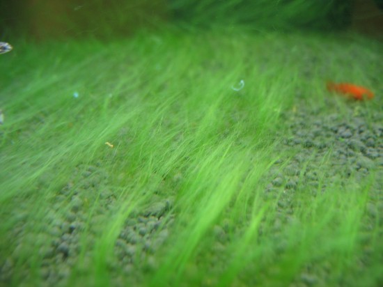 Algae planted tank. Green bottom
