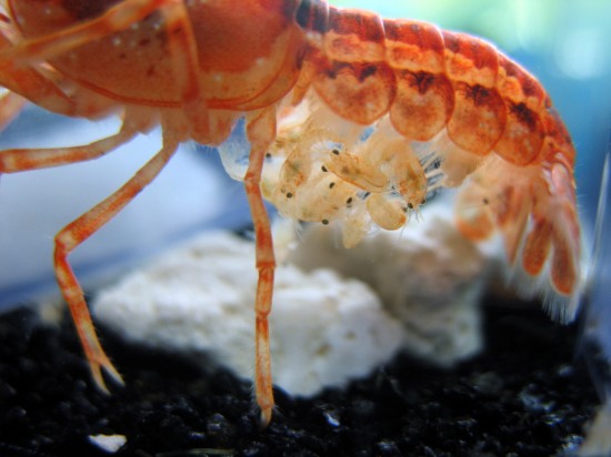 CPO small crayfish on their mother