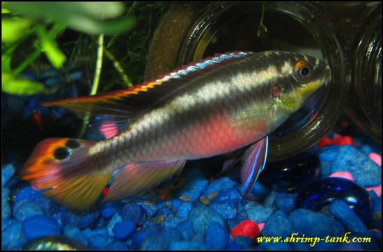 Male Kribensis, dwarf cichlid fish