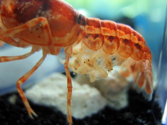 Mexican dwarf orange crayfish babies on her mother