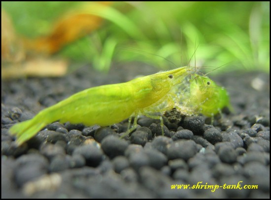 Green babaulti shrimps in a shrimps tank