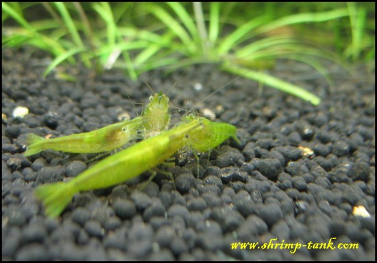 Green babaulti shrimps eating together