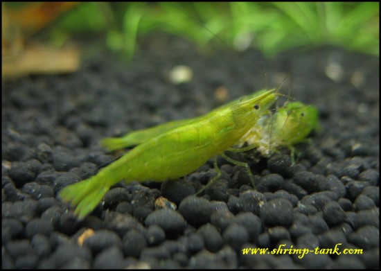 Green babaulti shrimp shows its saddle