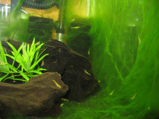 Green fluffy algae in a shrimps tank