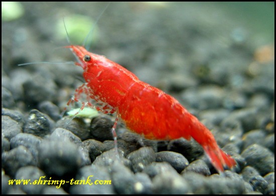 Painted Fire Red female freshwater shrimp