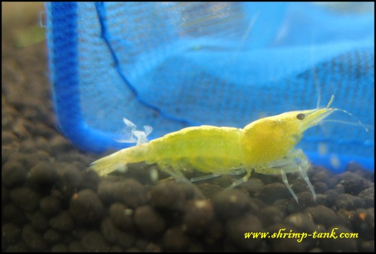 Sugar yellow shrimp. Molting problem