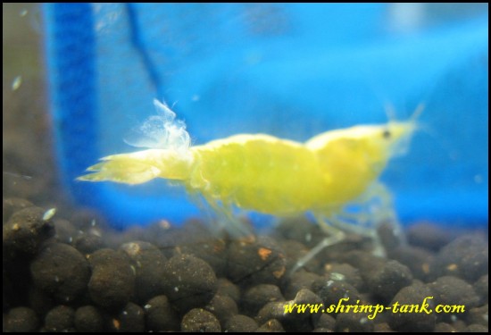 Sugar yellow shrimp. Some shell is left on a tail